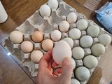발해인님의 작성글 사진