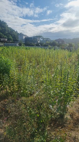 곽은주님의 참깨 · 영농일지 작성글 사진