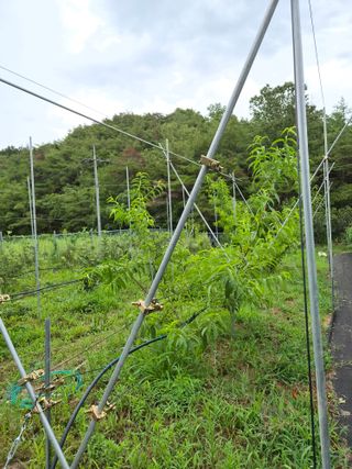 주말농 젠바님의 작성글 사진