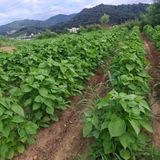 돌고개농장(김광중)님의 작성글 사진