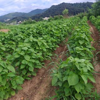 돌고개농장(김광중)님의 들깨 · 영농일지 작성글 사진