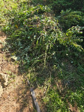 최용은님의 기타작물 · 영농일지 작성글 사진