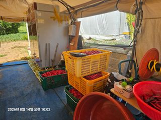 어동골님의 고추 · 영농일지 작성글 사진