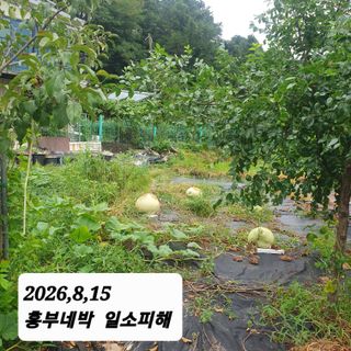 시민농장님의 기타작물 · 영농일지 작성글 사진