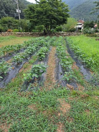 석이아빠님의 기타작물 · 영농일지 작성글 사진