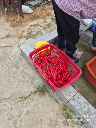 이덕전님의 고추 · 영농일지 작성글 사진