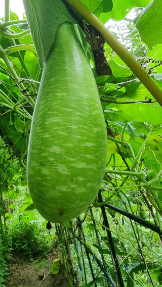 권혁렬님의 기타작물 · 영농일지 작성글 사진