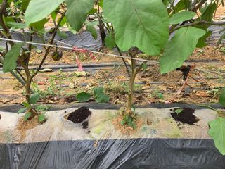 최용은님의 기타작물 · 영농일지 작성글 사진