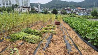 신안광열님의 참깨 · 영농일지 작성글 사진