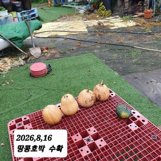 시민농장님의 호박 · 영농일지 작성글 사진