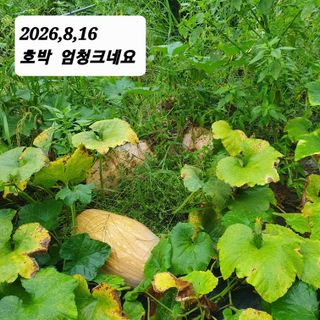 시민농장님의 호박 · 영농일지 작성글 사진