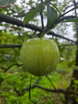 운치농장님의 사과 · 영농일지 작성글 사진