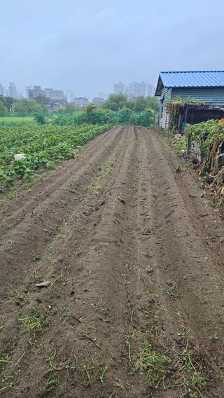 이규섭님의 기타작물 · 영농일지 작성글 사진
