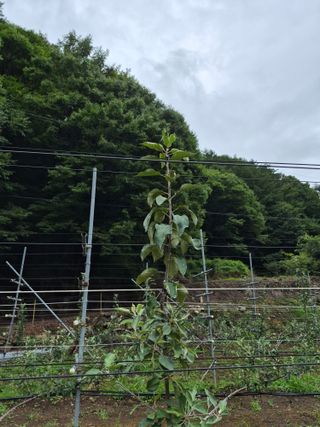 장광열님의 기타작물 · 영농일지 작성글 사진