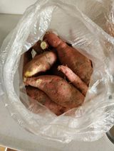 팜모닝 기타작물·영농일지 게시글 이미지