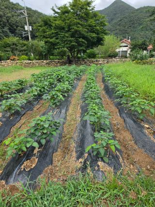 석이아빠님의 기타작물 · 영농일지 작성글 사진