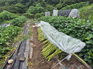 이준영님의 기타작물 · 영농일지 작성글 사진