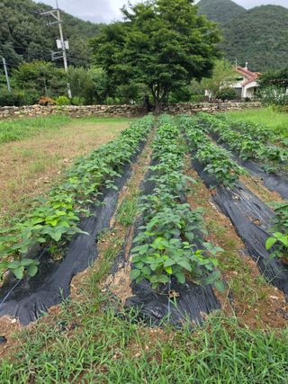 석이아빠님의 기타작물 · 영농일지 작성글 사진
