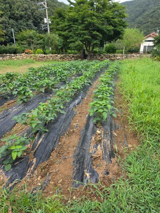 석이아빠님의 기타작물 · 영농일지 작성글 사진