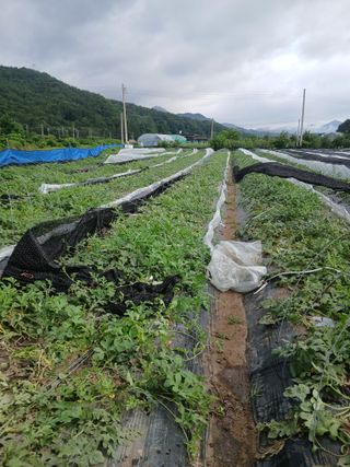 부자수박님의 기타작물 · 영농일지 작성글 사진