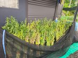 팜모닝 기타작물·영농일지 게시글 이미지
