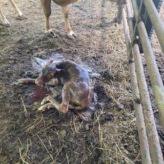 이행옥님의 기타작물 · 영농일지 작성글 사진