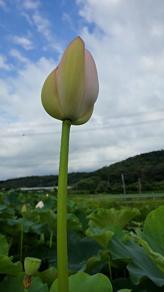 이우섭님의 기타작물 · 영농일지 작성글 사진