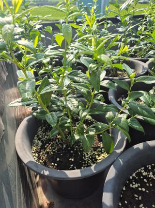 하늘농원님의 블루베리 · 영농일지 작성글 사진