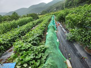 경주옥수수하상근님의 기타작물 · 영농일지 작성글 사진