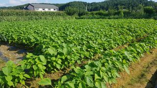 최춘득 청대산 님의 작성글 사진