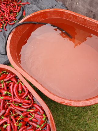 최유순님의 고추 · 영농일지 작성글 사진
