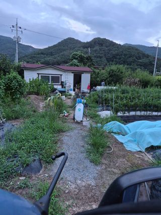 김영숙님의 고추 · 영농일지 작성글 사진