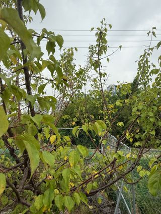 베리의정원님의 기타작물 · 영농일지 작성글 사진
