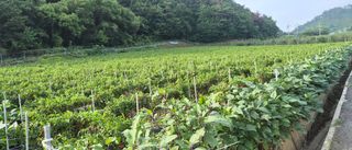김동철(고추,사과)님의 고추 · 영농일지 작성글 사진