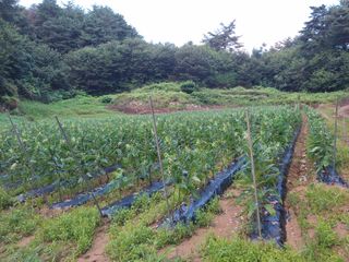 건강한먹거리님의 참깨 · 영농일지 작성글 사진