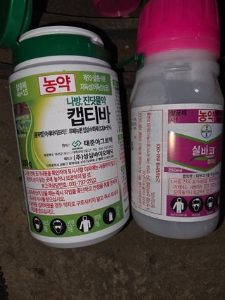 김종포님의 감 · 영농일지 작성글 사진