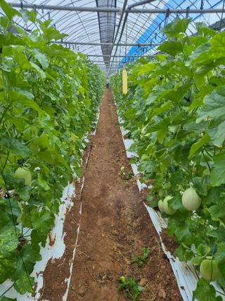 홍성규 님의 기타작물 · 영농일지 작성글 사진