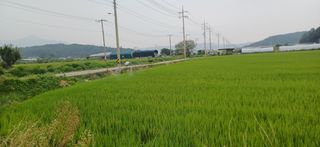 한재승님의 벼 · 영농일지 작성글 사진