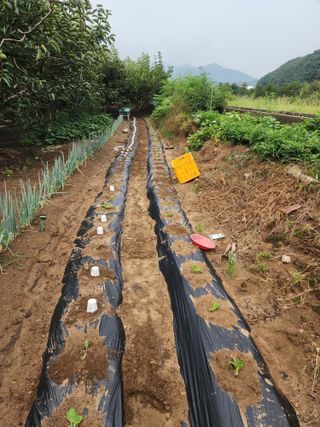 대운농원님의 기타작물 · 영농일지 작성글 사진