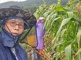 팜모닝 옥수수·영농일지 게시글 이미지