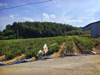 오이8898황산면님의 고추 · 영농일지 작성글 사진