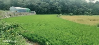 초보농부님의 벼 · 영농일지 작성글 사진