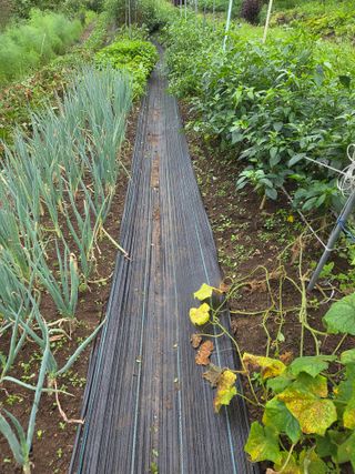 양국헌님의 딸기 · 영농일지 작성글 사진