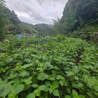 오케바리(옥경종)님의 들깨 · 영농일지 작성글 사진