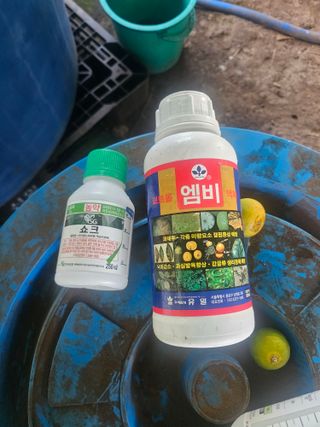 김승현님의 귤 · 영농일지 작성글 사진