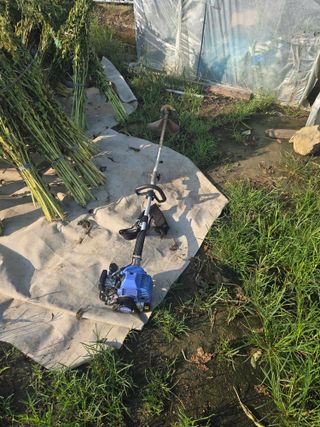 정영석님의 참깨 · 영농일지 작성글 사진