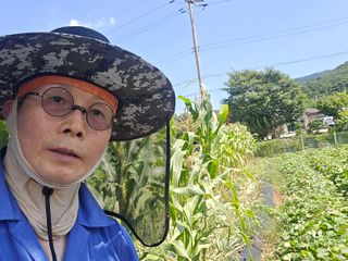 심기정님의 들깨 · 영농일지 작성글 사진