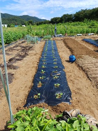 남궁봉님의 작성글 사진