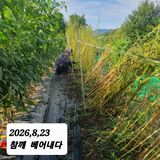 팜모닝 참깨·영농일지 게시글 이미지