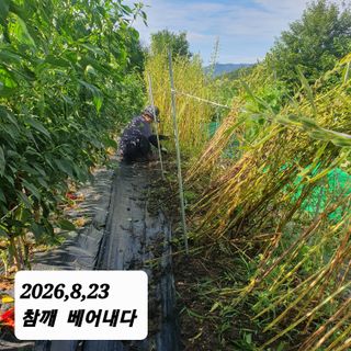 시민농장님의 참깨 · 영농일지 작성글 사진